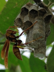 Polistes carnifex carnifex