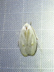 Durrantia piperatella