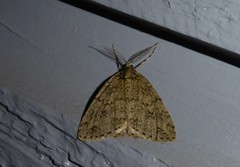 Pseudocoremia rudisata ampla