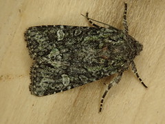 Lacinipolia comis