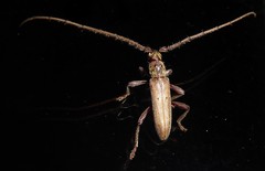 Eburida quadriguttata