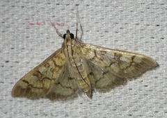 Mimorista subcostalis