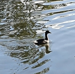 Poliocephalus poliocephalus