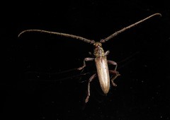 Eburida quadriguttata