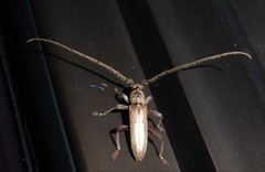 Eburida quadriguttata