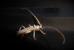 Eburida quadriguttata