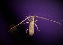 Eburida quadriguttata