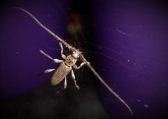 Eburida quadriguttata