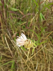Centaurea × moncktonii