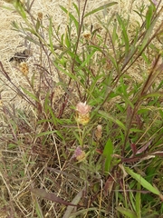 Centaurea × moncktonii