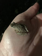 Pseudacris clarkii