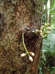 Syzygium cormiflorum