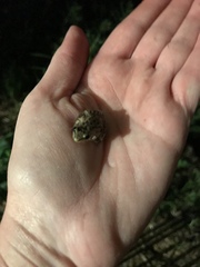 Pseudacris clarkii