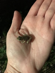 Pseudacris clarkii