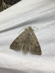 Ammoconia caecimacula