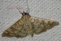 Mimorista subcostalis