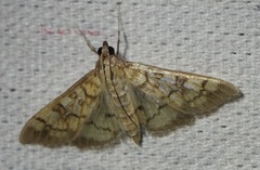 Mimorista subcostalis
