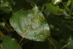 Melampsora occidentalis