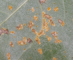 Melampsora occidentalis