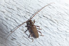 Eburida quadriguttata