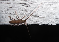 Eburida quadriguttata