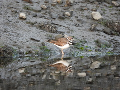 Charadrius vociferus