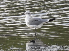 Leucophaeus atricilla