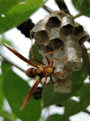 Polistes carnifex carnifex