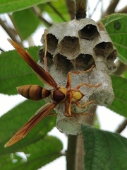 Polistes carnifex carnifex
