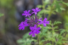 Glandularia chiricahensis