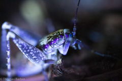 Pristoceuthophilus gaigei