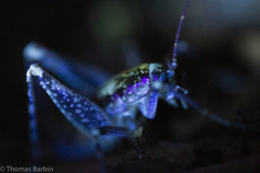 Pristoceuthophilus gaigei