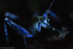 Pristoceuthophilus gaigei