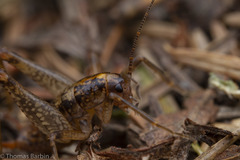 Pristoceuthophilus gaigei