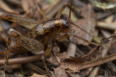 Pristoceuthophilus gaigei