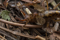 Pristoceuthophilus gaigei