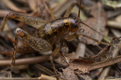 Pristoceuthophilus gaigei