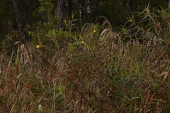 Ludwigia longifolia