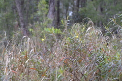 Ludwigia longifolia