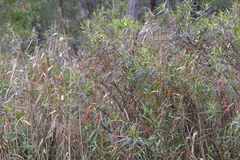 Ludwigia longifolia