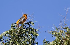 Icterus bullockii × galbula