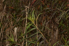 Ludwigia longifolia