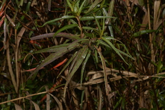 Ludwigia longifolia