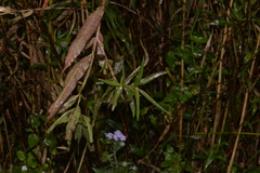 Ludwigia longifolia