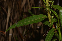 Ludwigia longifolia