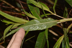 Ludwigia longifolia