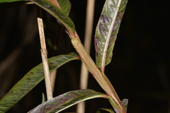 Ludwigia longifolia