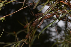 Ludwigia longifolia