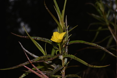 Ludwigia longifolia