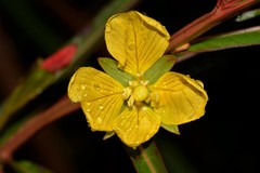 Ludwigia longifolia